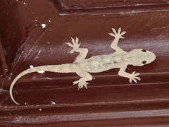 Hemidactylus flaviviridis