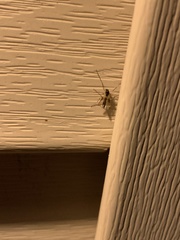 Cricotopus bicinctus