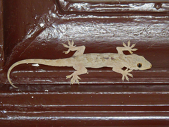 Hemidactylus flaviviridis