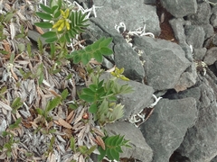 Astragalus umbellatus