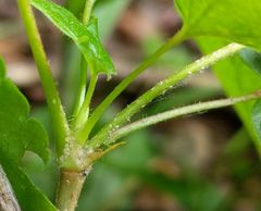 Diaspidiotus ostreaeformis