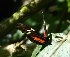 Heliconius hortense