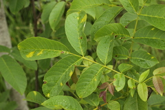 Pseudomicrostroma juglandis