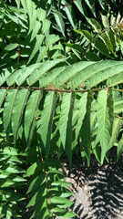 Ailanthus altissima