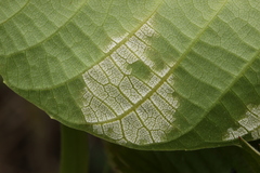 Pseudomicrostroma juglandis
