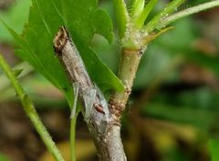 Diaspidiotus ostreaeformis