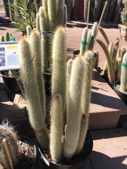 Espostoa lanata