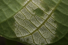 Pseudomicrostroma juglandis