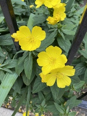 Oenothera