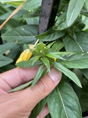 Oenothera