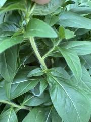 Oenothera