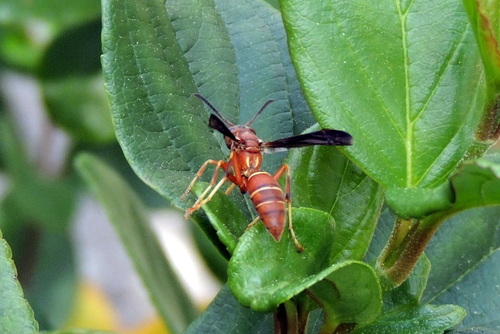 Northern Paper Wasp, Gainesville, FL, USA, photo 9 of 10
