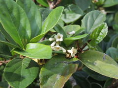 Viburnum suspensum