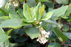 Viburnum suspensum