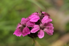 Microbotryum dianthorum