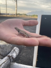 Sceloporus graciosus