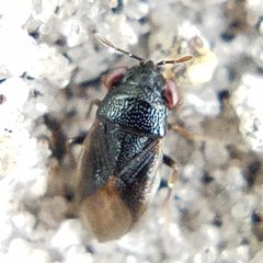 Geocoris uliginosus