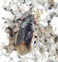 Geocoris uliginosus