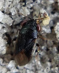 Geocoris uliginosus