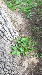 Fraxinus uhdei