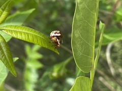 Blepharida