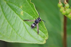 Euodynerus leucomelas