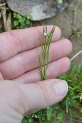 Cardamine parviflora