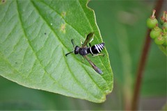 Euodynerus leucomelas