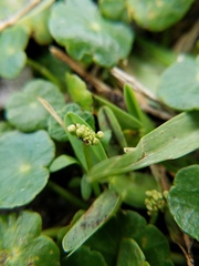 Hydrocotyle