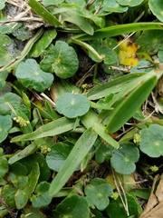 Hydrocotyle
