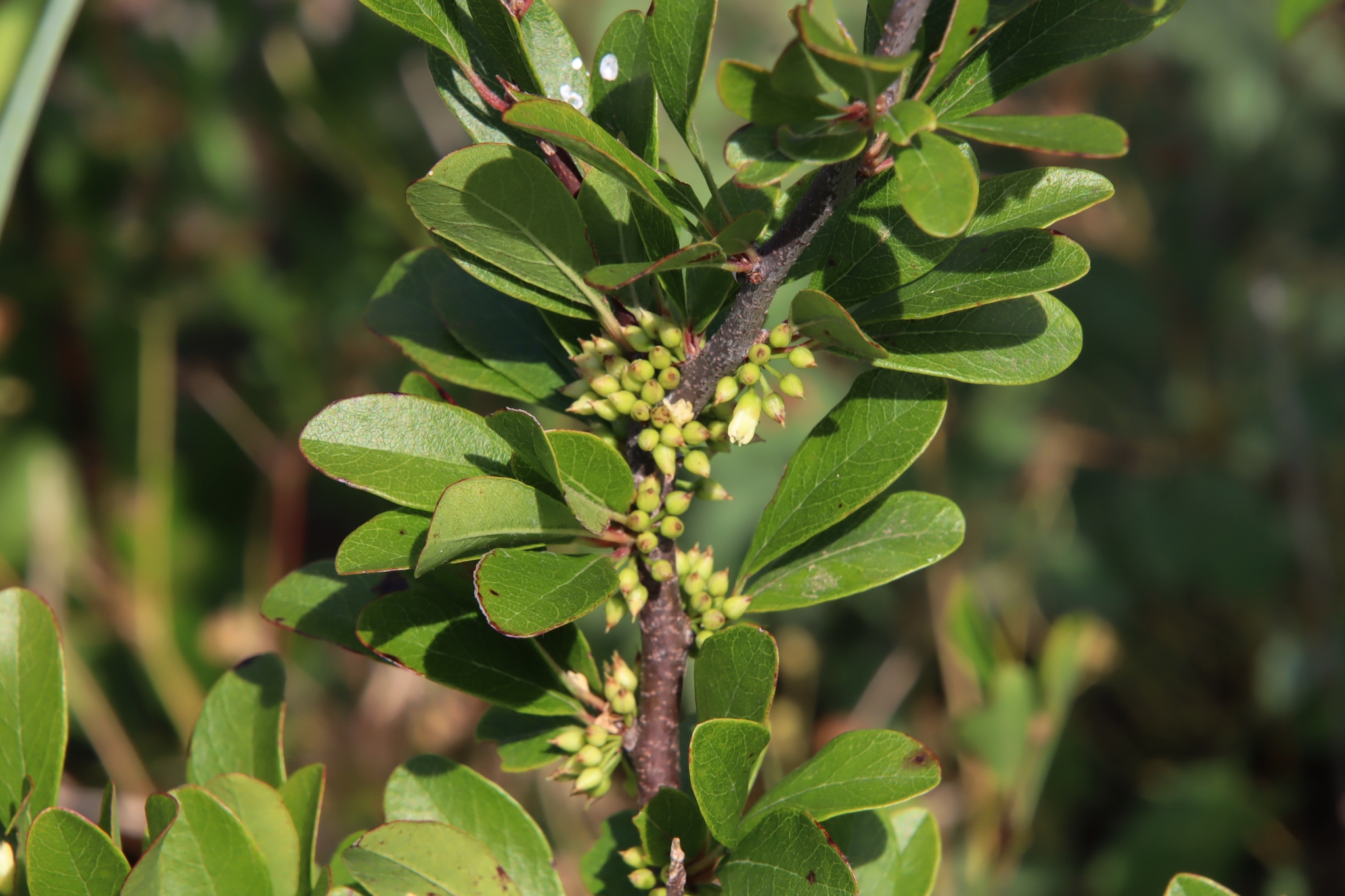 Sideroxylon lanuginosum