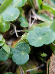 Hydrocotyle