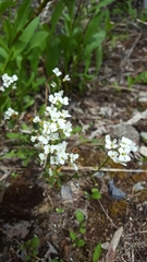 Draba lonchocarpa