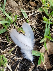Streptopelia decaocto
