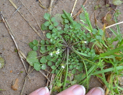 Cardamine parviflora