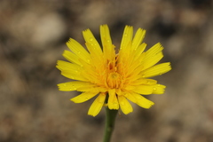 Leontodon incanus