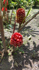Etlingera elatior