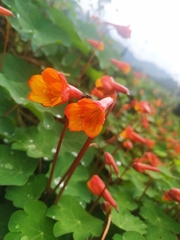 Tropaeolum tuberosum