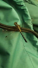 Leucorrhinia intacta