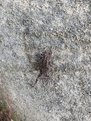 Capensibufo tradouwi