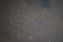 Salvelinus fontinalis