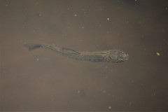 Salvelinus fontinalis