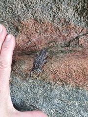 Capensibufo tradouwi