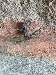 Capensibufo tradouwi