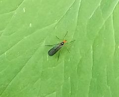 Rhamphomyia longicauda