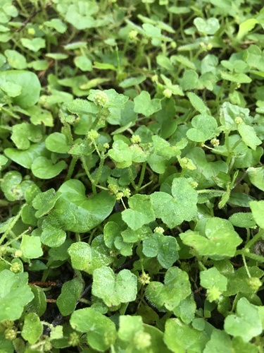 Hydrocotyle bowlesioides