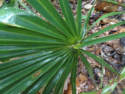 Rhapidophyllum image
