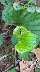 Chrysopilus ornatus