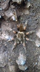 Brachypelma auratum