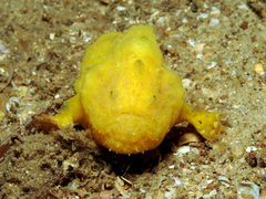 Bougainville's Frogfish photo 2
